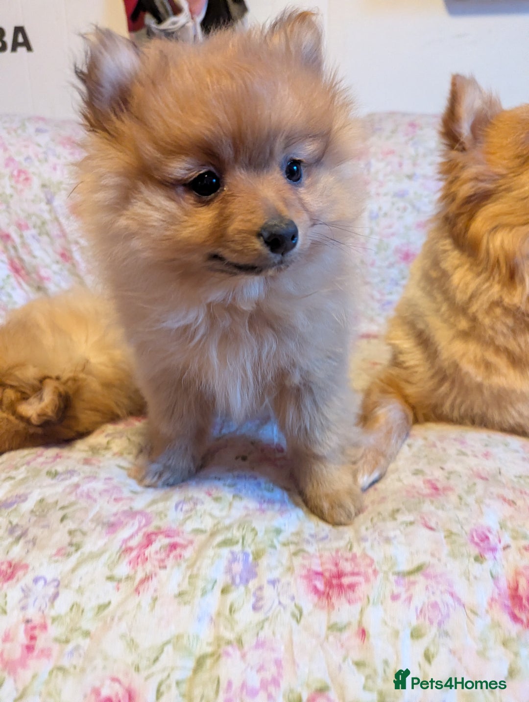 Pomeranian dogs for sale: 2 LEFT!! Purebred Cute fluffy Pomeranian Puppies! - Image 13
