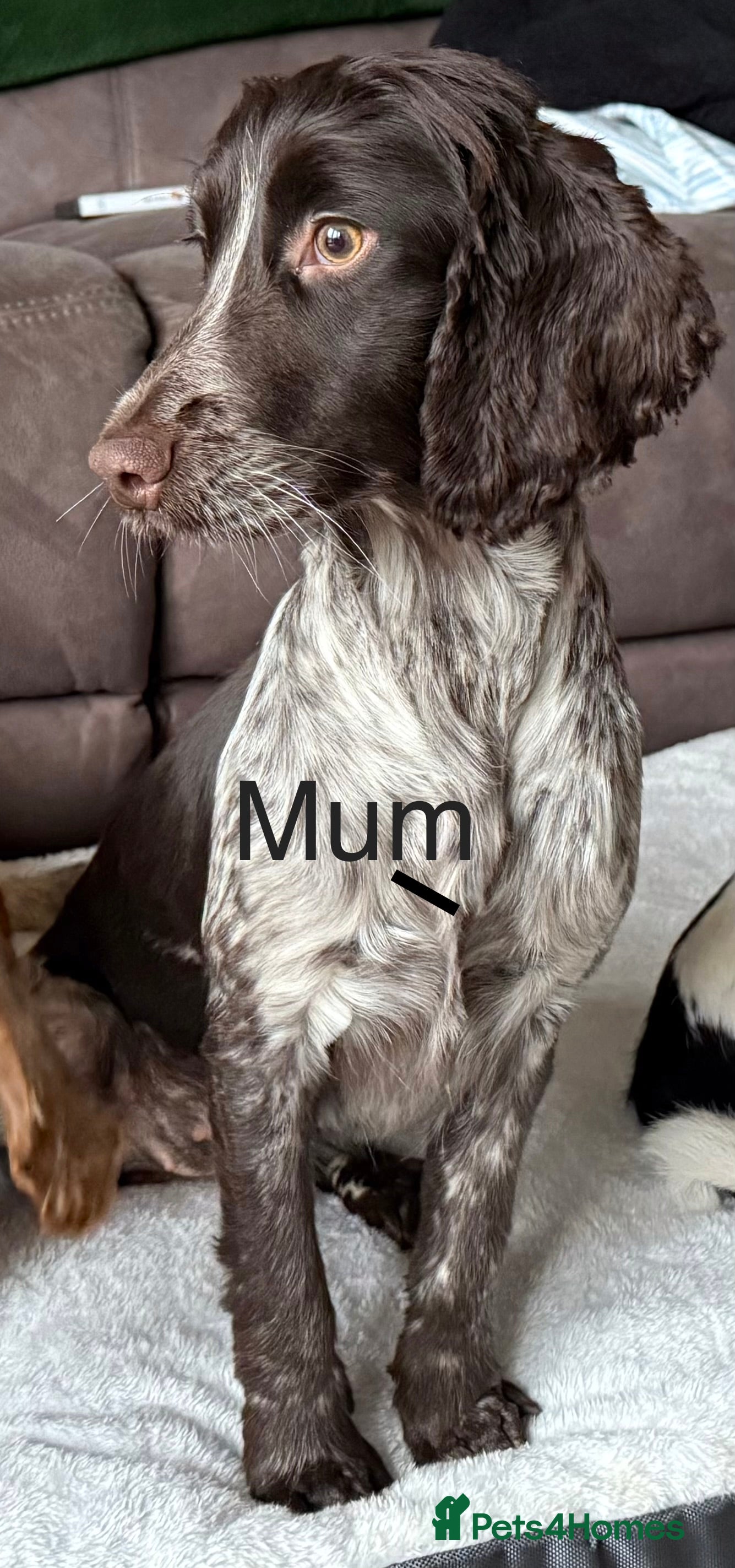 Cocker Spaniel dogs Show cocker spaniels  - Advert 2