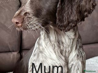 Cocker Spaniel dogs Show cocker spaniels - Advert 2