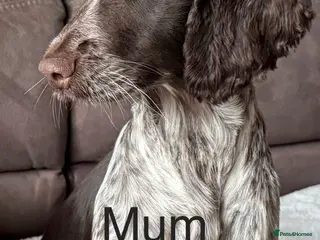 Cocker Spaniel dogs Show cocker spaniels - Advert 9