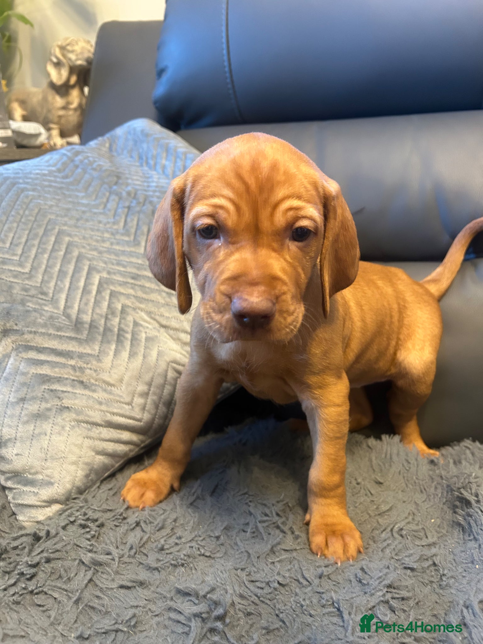 Hungarian Vizsla dogs Stunning chunky Hungarian vizsla puppies  - Advert 2