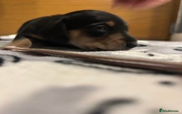 Miniature Dachshund dogs for sale: Mini dachshund puppies - Image 22