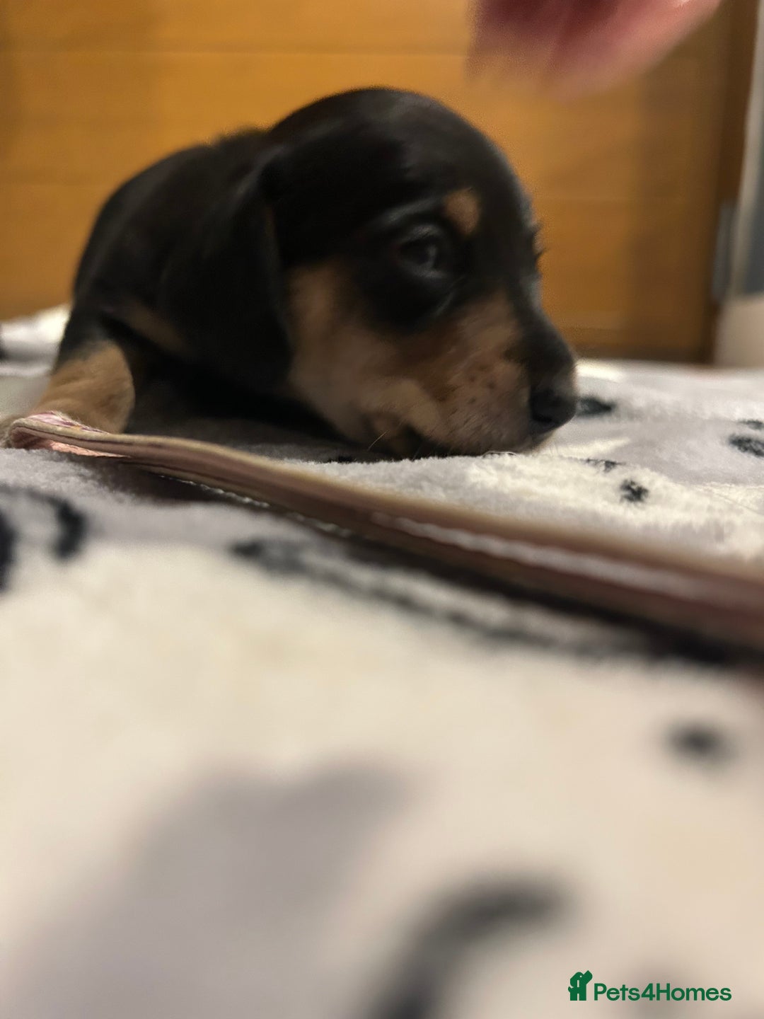 Miniature Dachshund dogs for sale: Mini dachshund puppies - Image 22