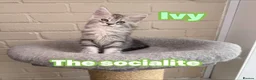 Maine Coon cats for sale: Maine coon TICA black silver tabbies  - Advert 7