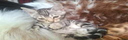 Bengal cats for sale: Show Quality Bengal Kittens – 5★ Licensed Cattery - Advert 32