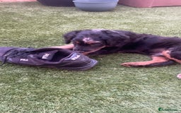 Mixed Breed dogs for sale: Portuguese sheepdog in Cramlington - Image 10