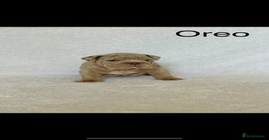 English Bulldog dogs - Advert 2