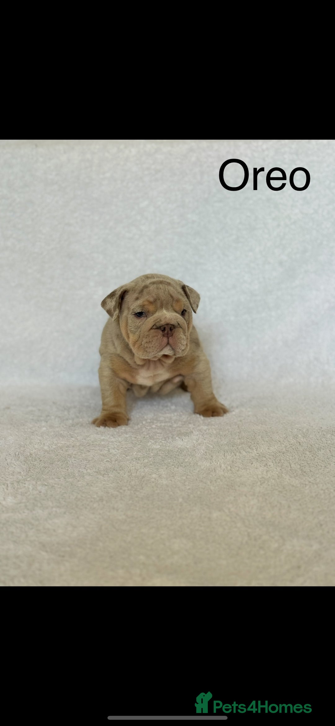 English Bulldog dogs for sale: KC registered English bulldog puppies - Image 2