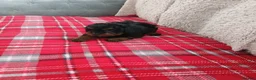 Cavapoo dogs for sale: Beautiful cavapoo puppies  in Winsford - Advert 20