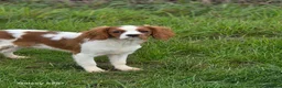 Cavalier King Charles Spaniel dogs for sale: Absolutely beautiful boy puppy - Advert 3