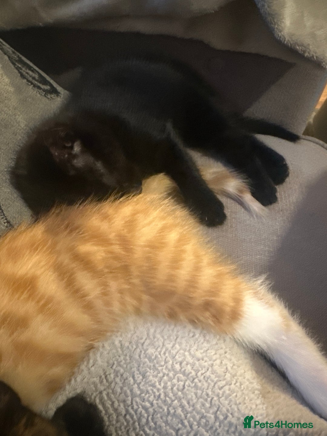 Mixed Breed cats for sale: Full black kitten .  - Image 9