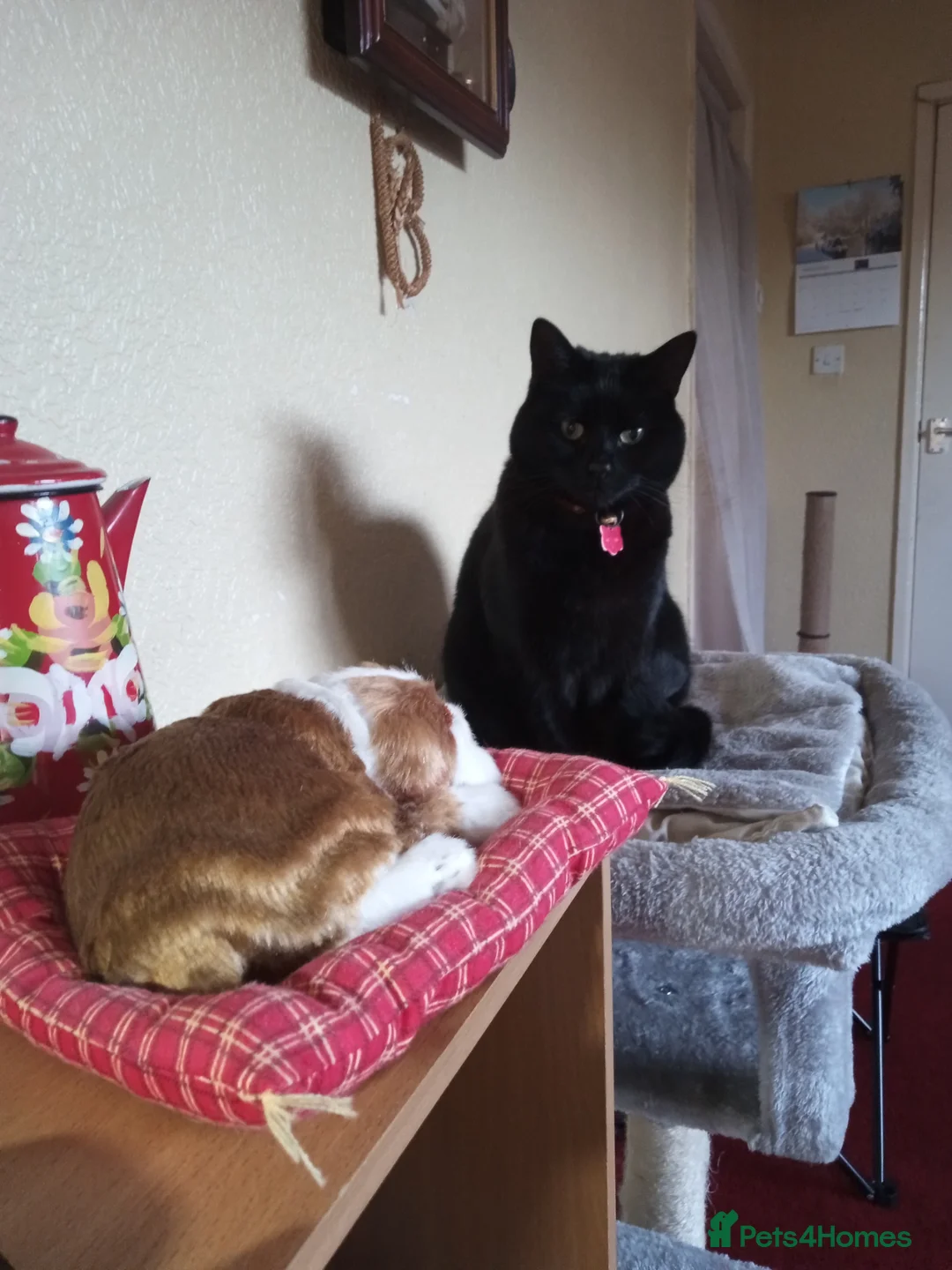 Mixed Breed cats for sale: Merlin needs a new forever home in Macclesfield - Advert 2