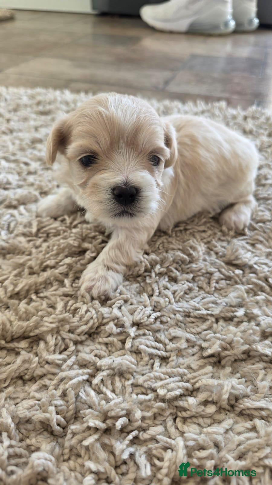 Maltipoo dogs Tiny Maltipoo puppies 🐶  - Advert 9