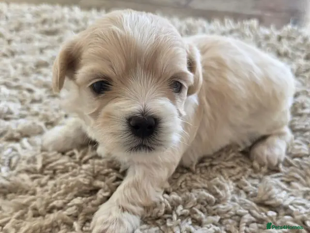 Maltipoo dogs Tiny Maltipoo puppies 🐶 - Advert 9