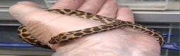 Python Snake reptiles for sale: WheatBelt Stimsons Pythons  - Advert 3