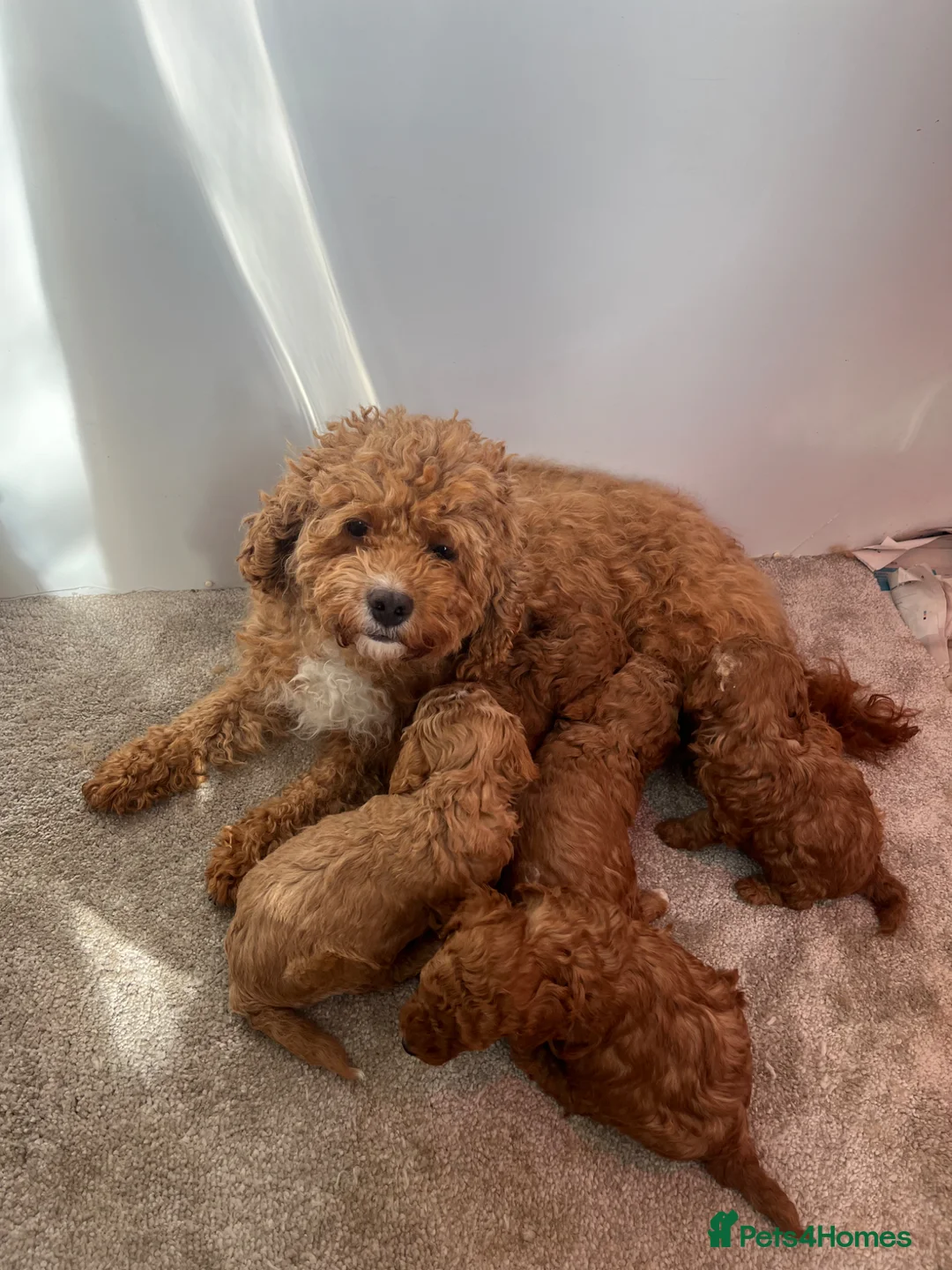 Cavapoo dogs for sale: Cavapoo puppies boys and girls  - Advert 2