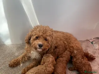 Cavapoo dogs Cavapoo puppies boys and girls - Advert 10