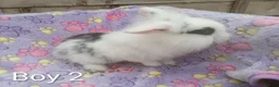 Mini Lion Lop rabbits for sale: Mini lop and mini lion lops - Advert 2