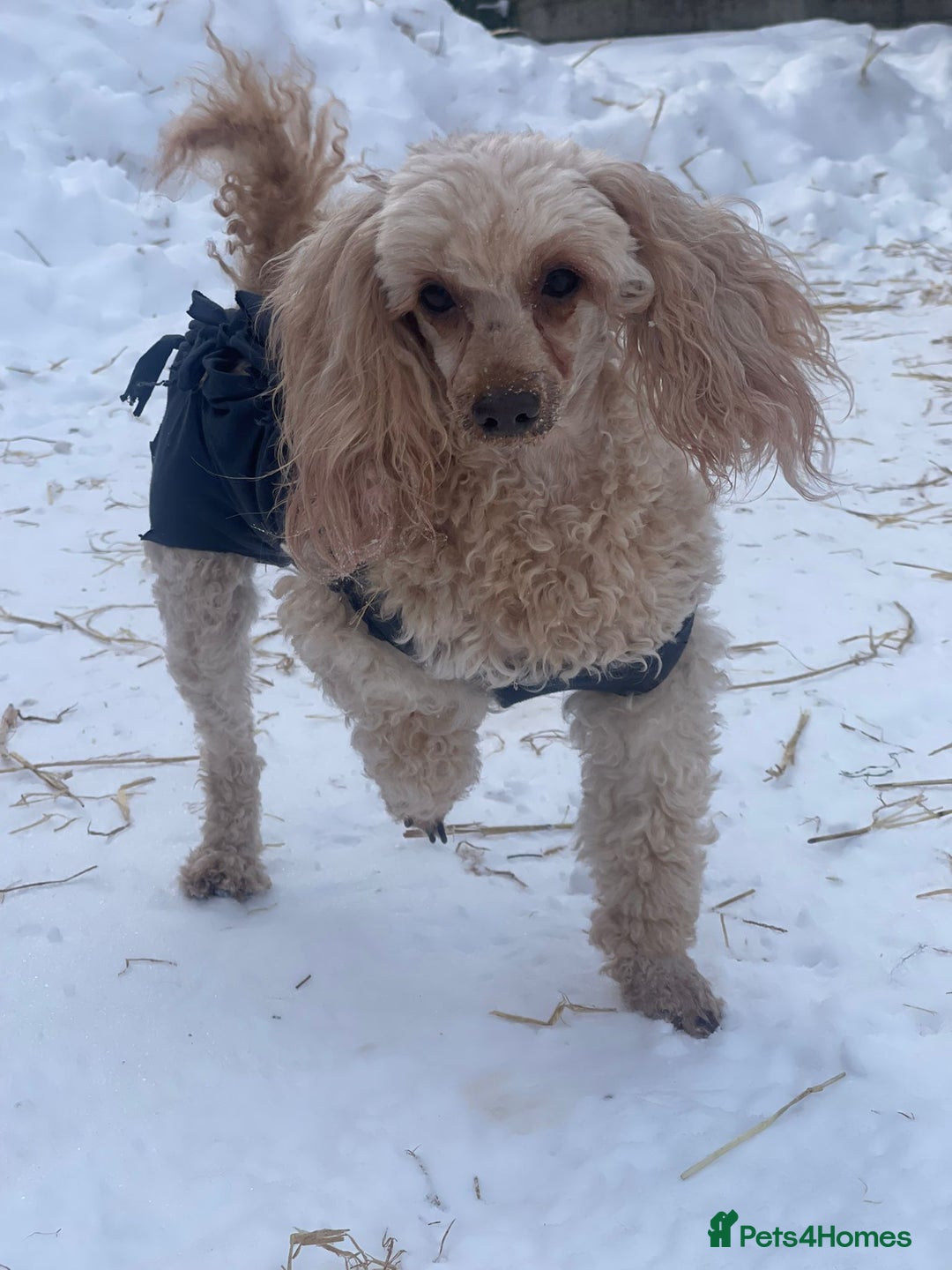 Poodle dogs for adoption: AKSHIE – Female Poodle - Advert 4