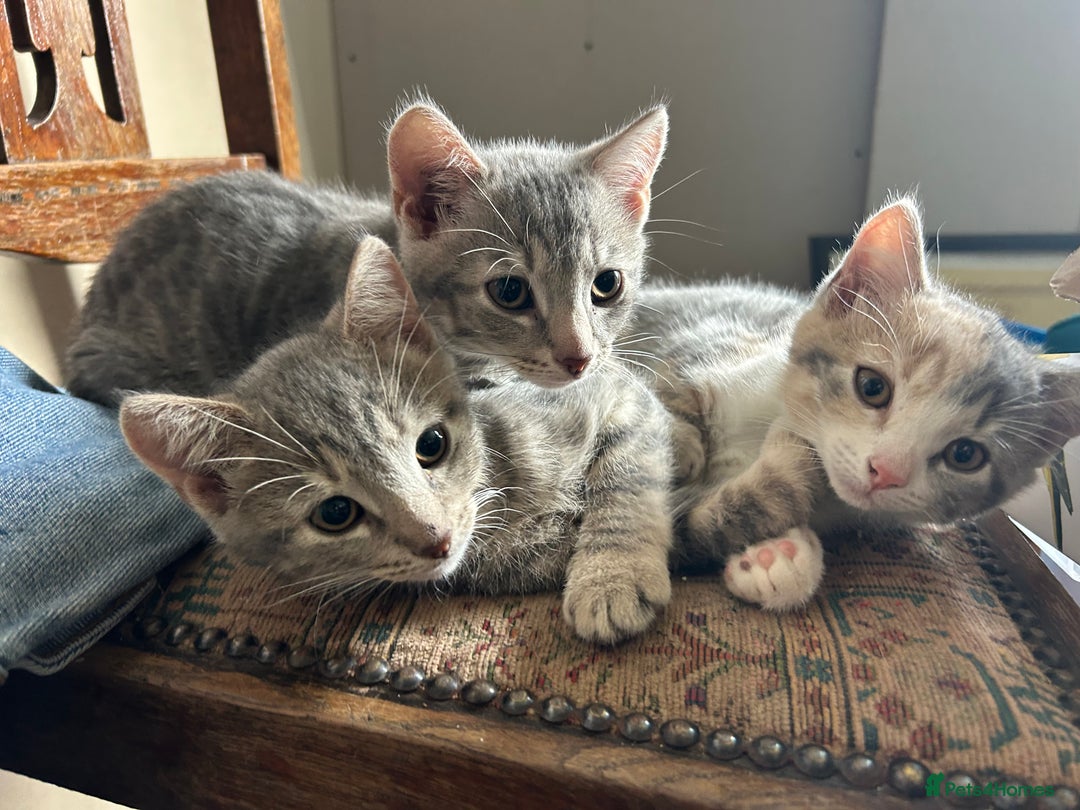 Domestic Shorthair cats for sale: Beautifully bonded brother & sister to go together - Image 11