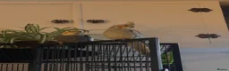 Cockatiels birds for sale: 2x Male Cockatiel for sale  - Advert 3