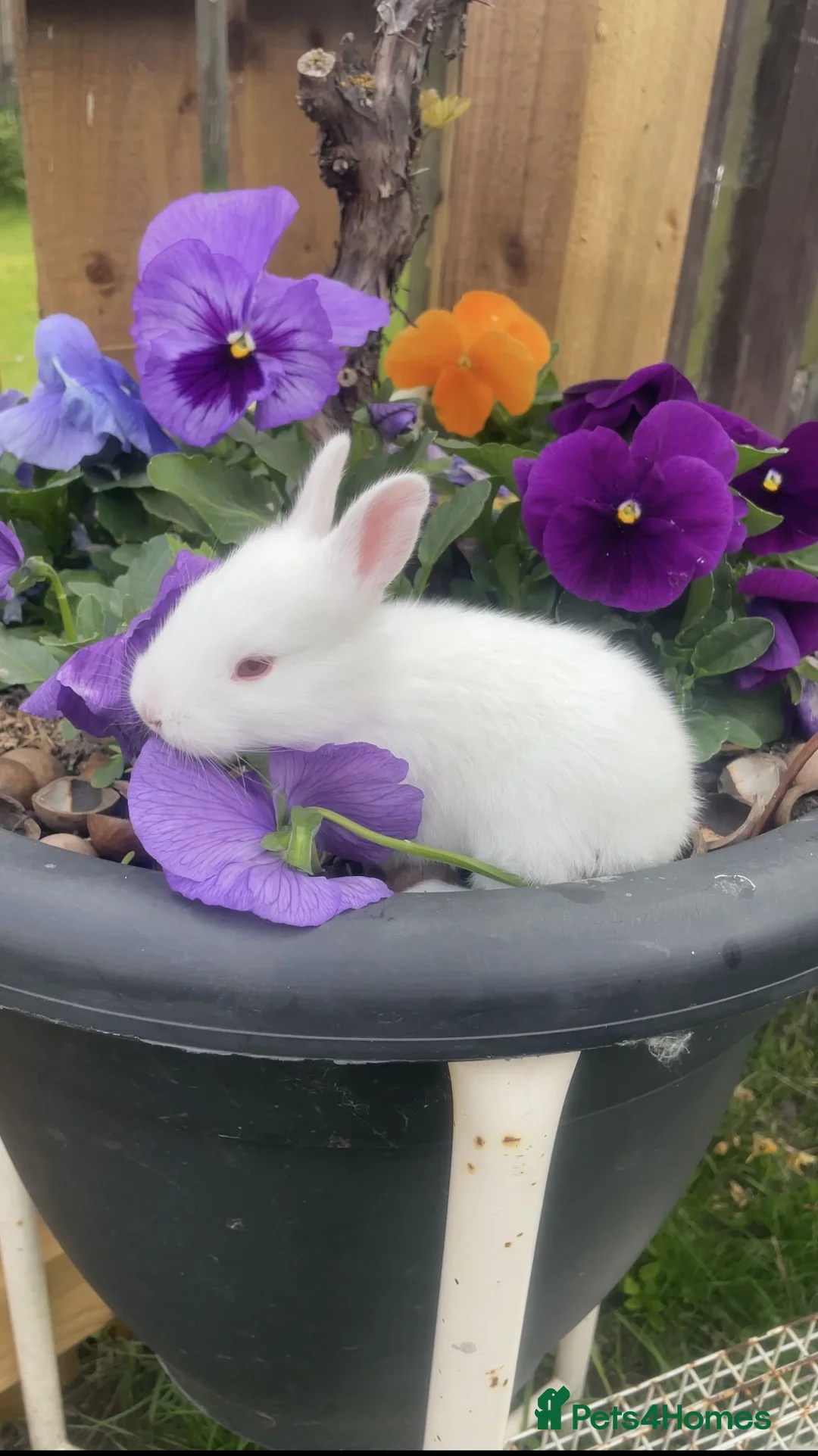 New Zealand rabbits for sale: Top Quality Rabbits! Proven Parents & Bunnies - Advert 1