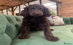 Bernedoodle dogs for sale: Standard Bernedoodle Girls Available  - Image 4