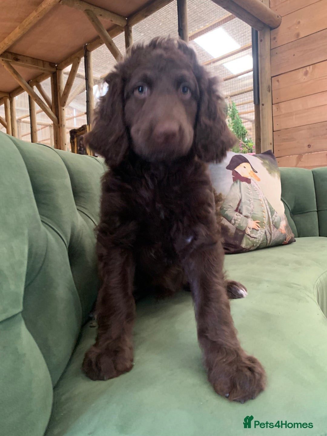 Bernedoodle dogs for sale: Standard Bernedoodle Girls Available  - Image 4