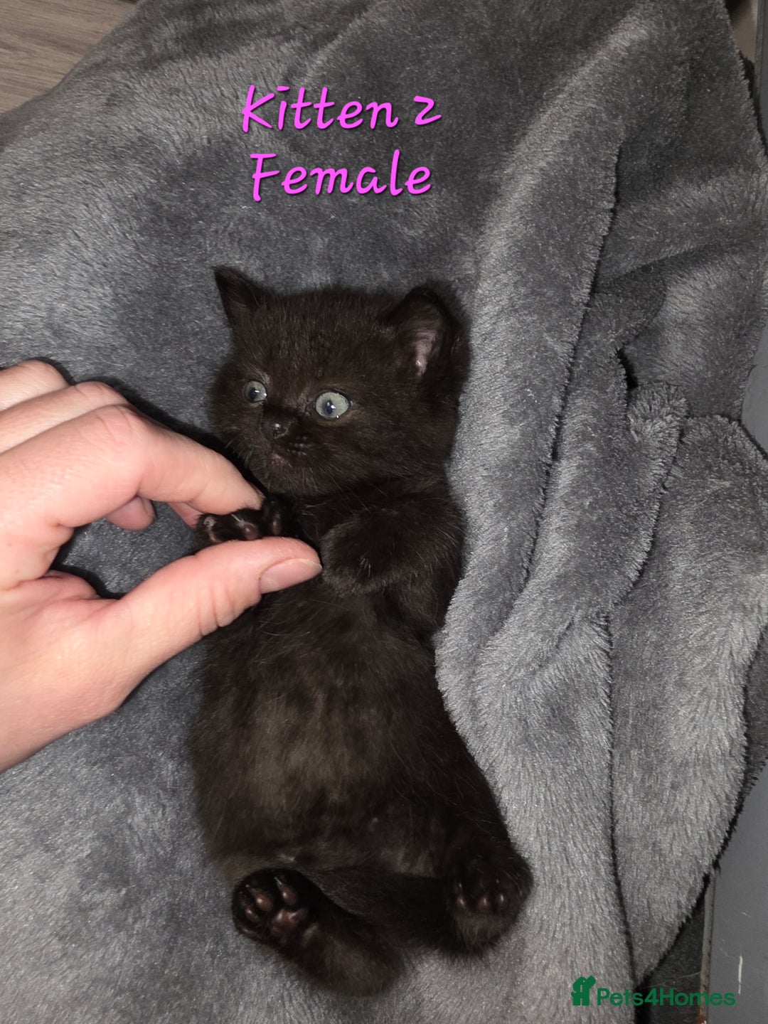 British Shorthair cats for sale: Kittens - Image 7