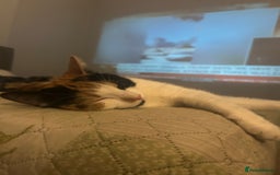 Mixed Breed cats for sale: Calico kitten/cat (less than 2)  - Image 5
