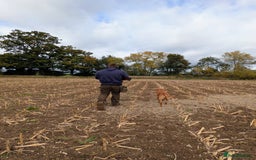 Labrador Retriever dogs for stud: PROVEN KC Fox Red Health Tested Labrador Stud Dog in Chippenham - Image 3