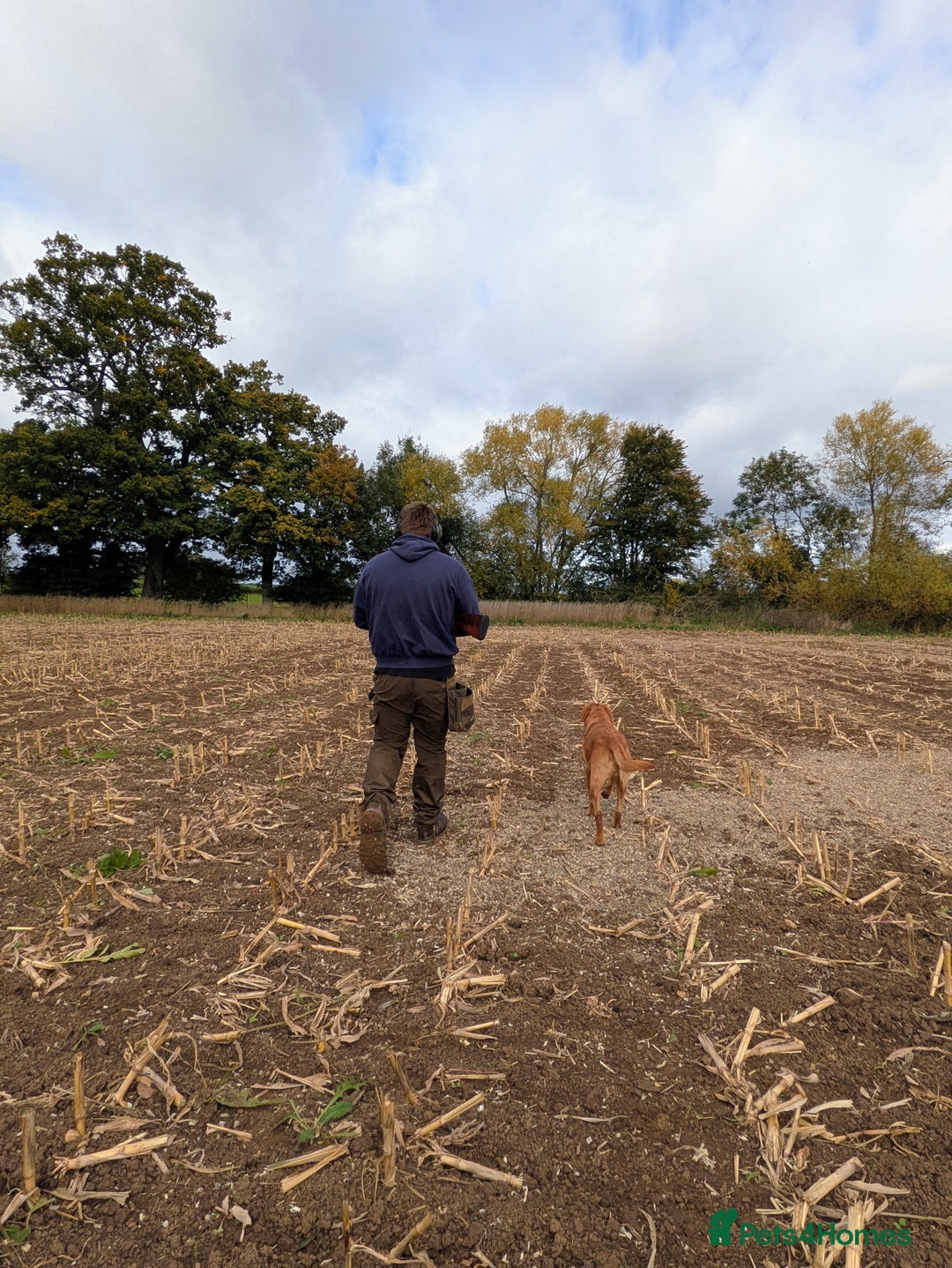 Labrador Retriever dogs for stud: PROVEN KC Fox Red Health Tested Labrador Stud Dog in Chippenham - Image 3