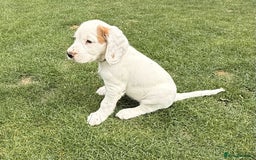 Sprocker dogs for sale: Sprockers For Sale  - Image 2