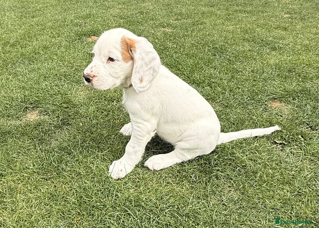 Sprocker dogs for sale: Sprockers For Sale  - Image 2
