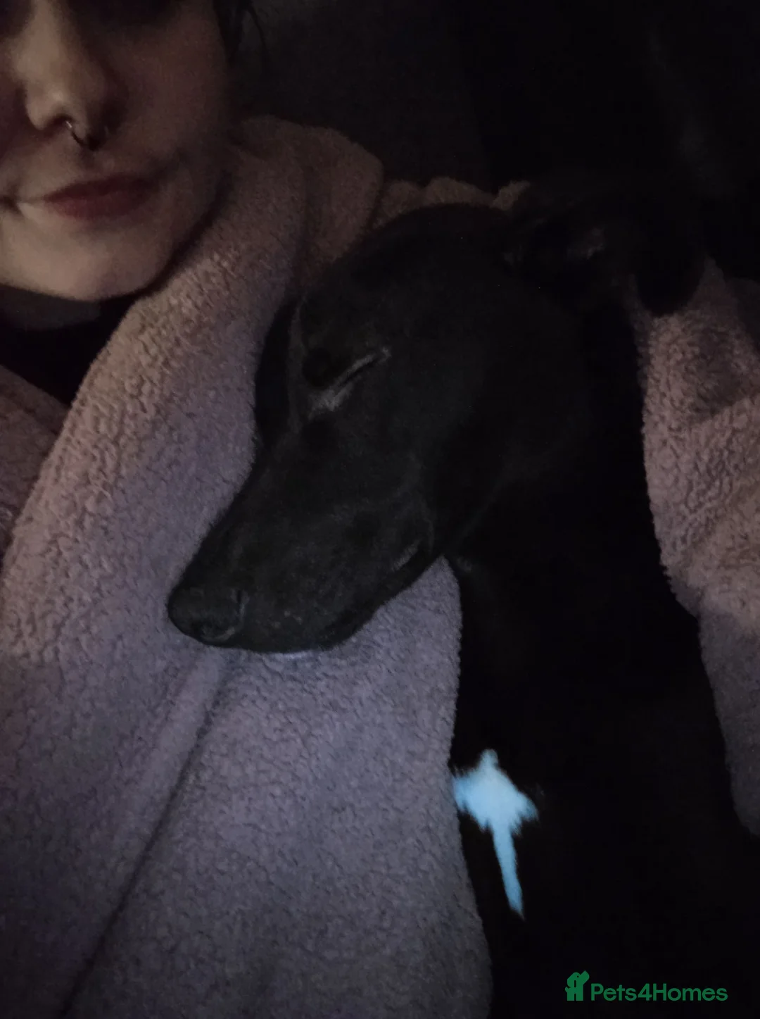 Mixed Breed dogs for sale: Lurcher/ Italian Greyhound in Skelmersdale - Advert 6