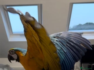 Macaws birds 2 Year Old Blue and Gold Macaw For Sale - Advert 4