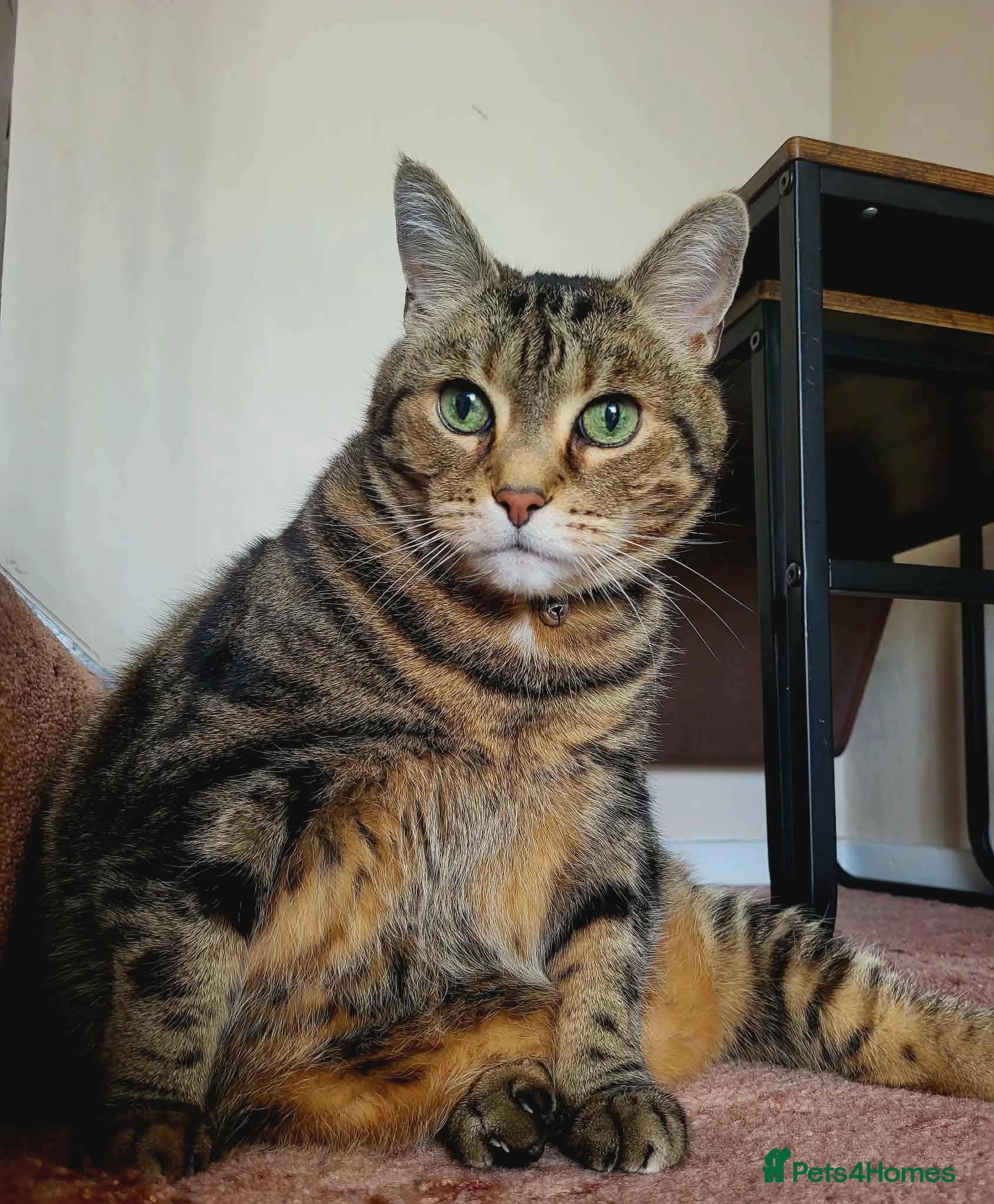 Mixed Breed cats Fluffy chunky friend - Advert 2