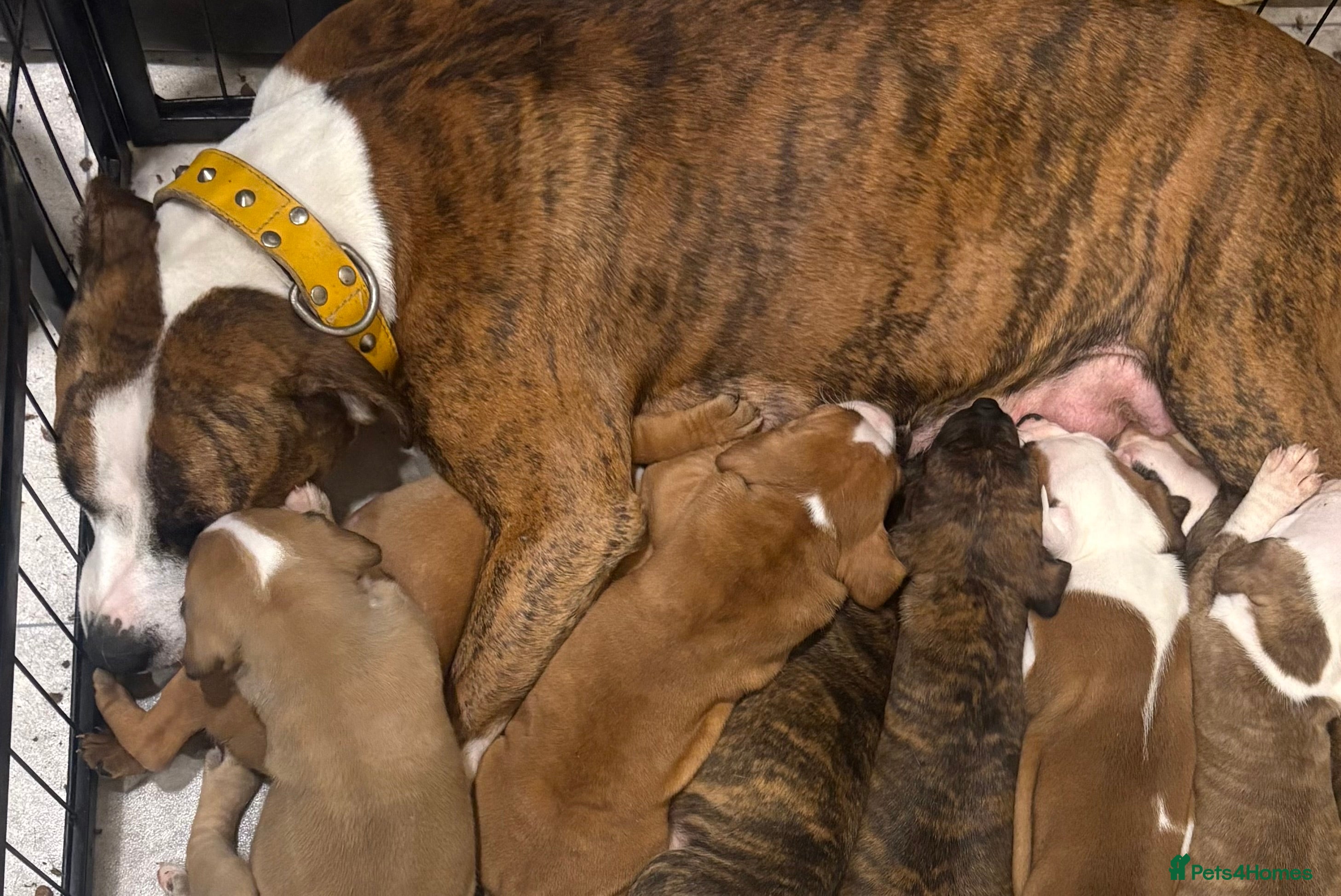 Staffordshire Bull Terrier dogs Stunning litter of staffies  - Advert 1