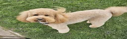 Mixed Breed dogs for sale: Beautiful litter of home reared puppies  in Blackpool - Advert 3