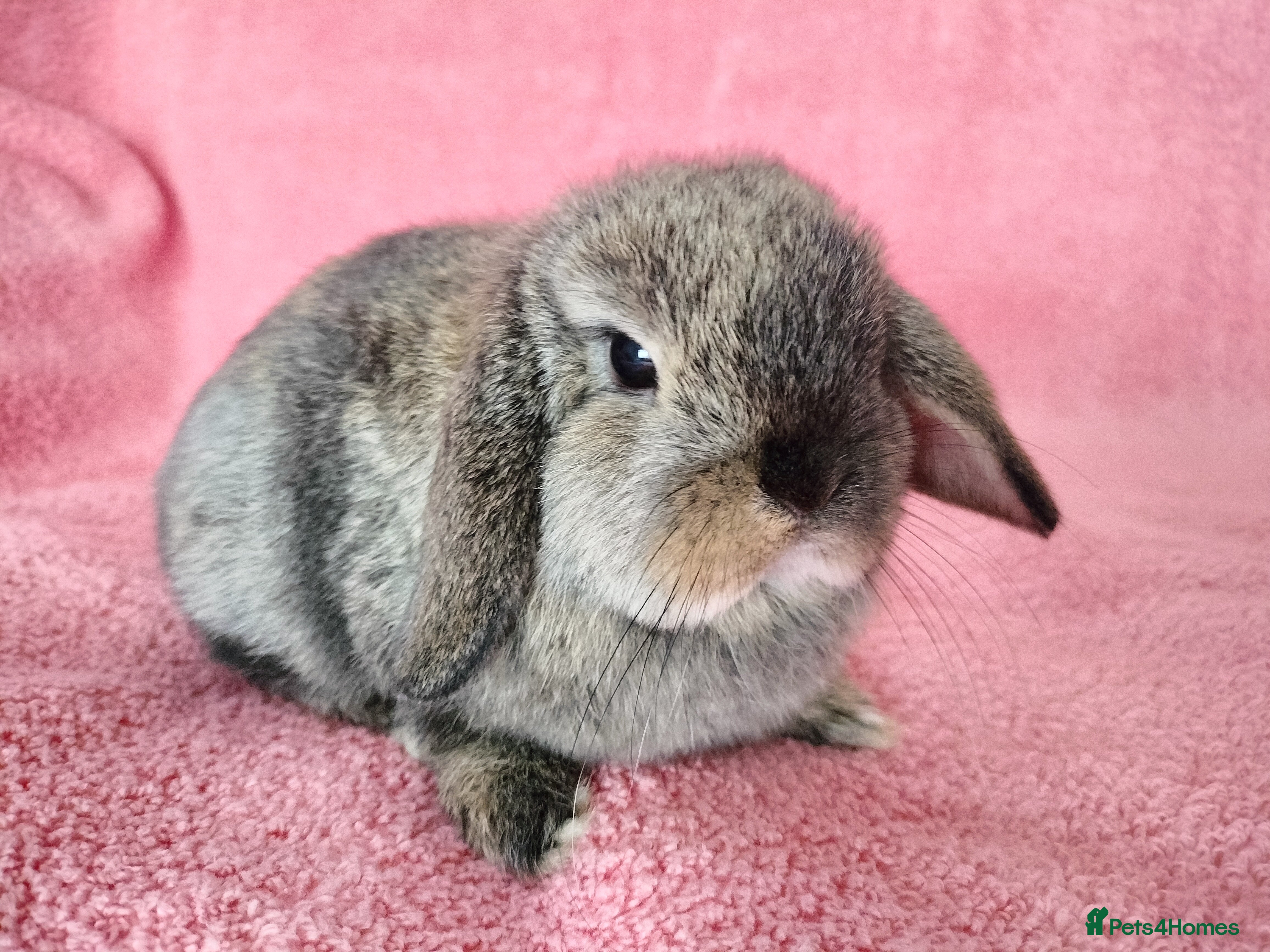 Mini Lop rabbits Baby mini lops for sale  - Advert 17