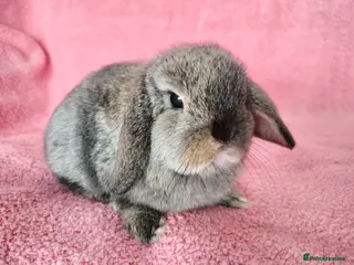 Mini Lop rabbits Baby mini lops for sale - Advert 17