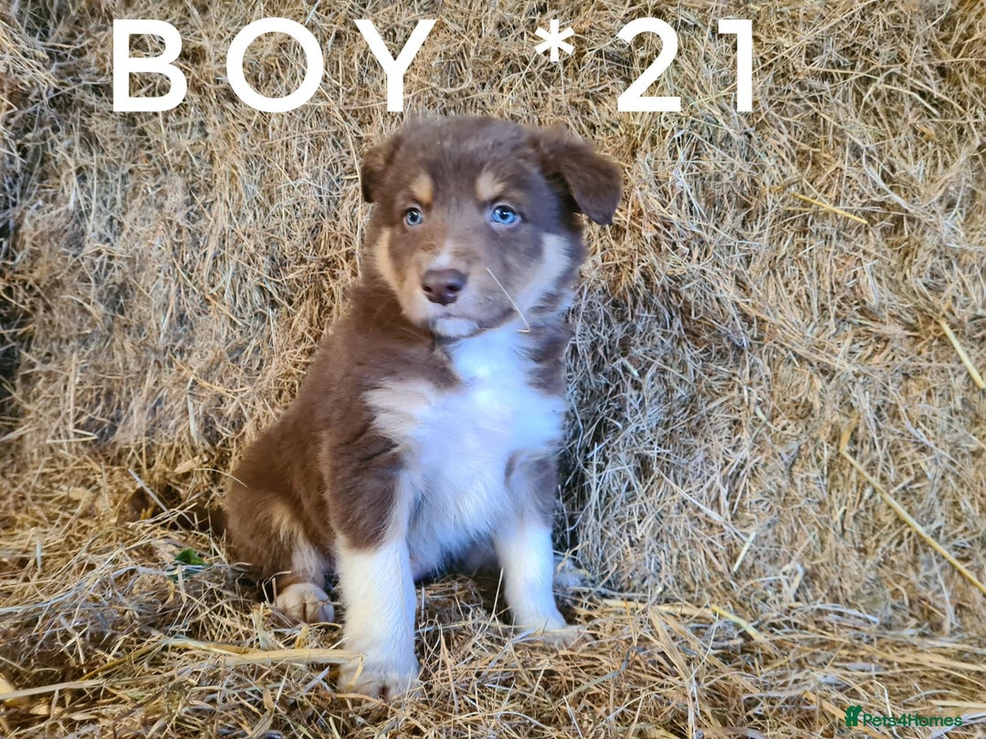 Border Collie dogs for sale: Stunning red merle and red border collie pups - Image 11