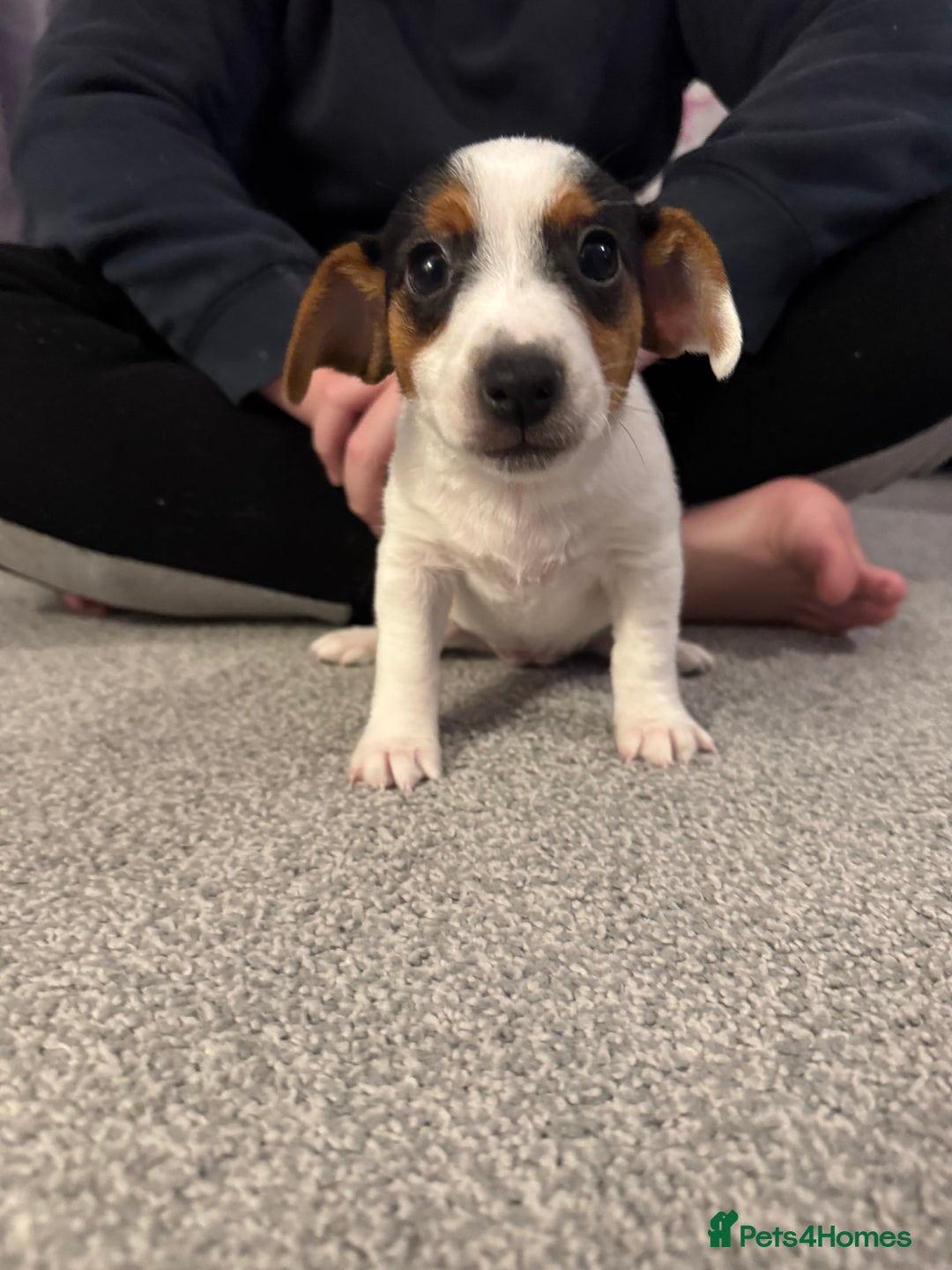 Jack Russell dogs for sale: Gorgeous Jack Russell Puppies For Sale  - Advert 8