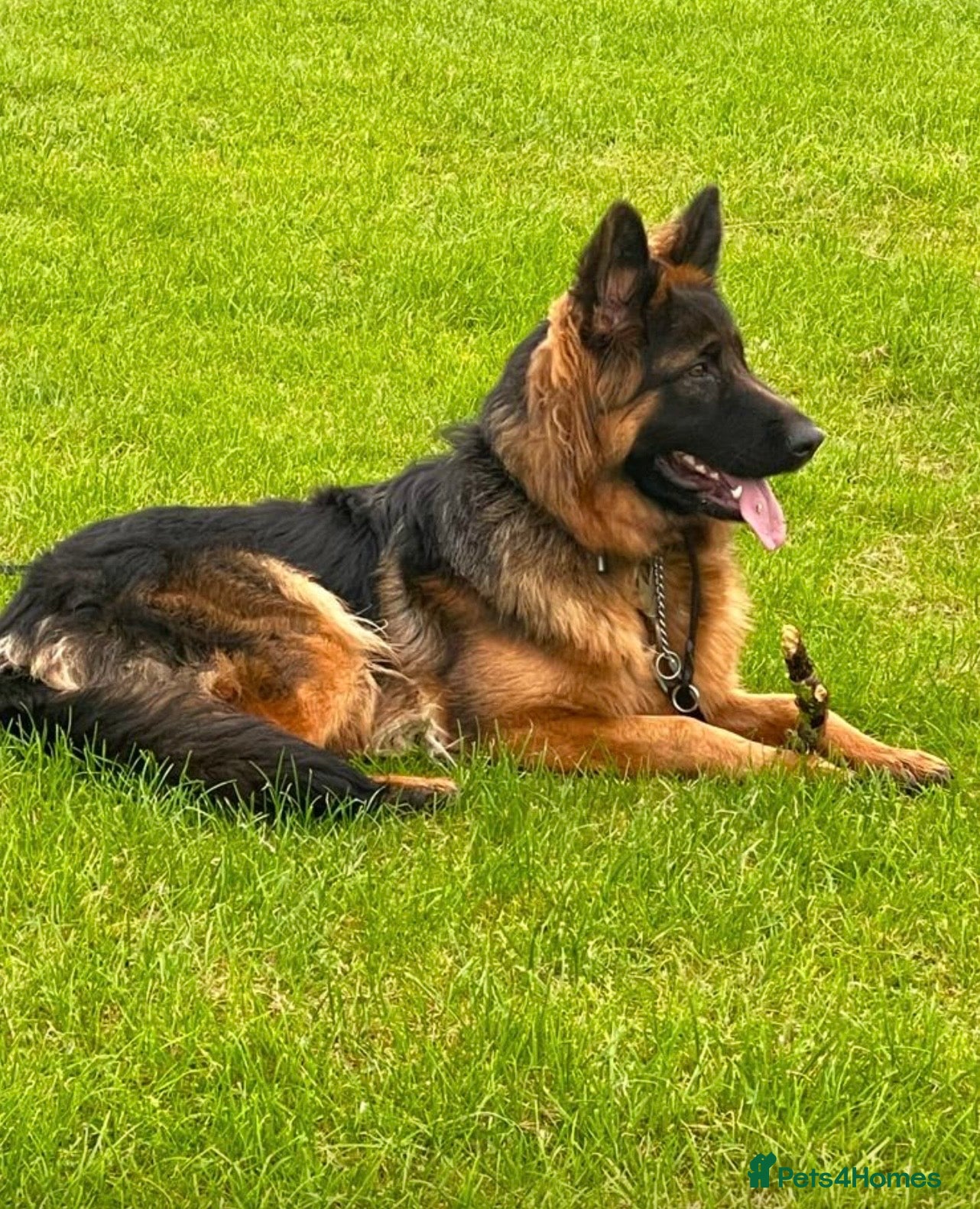 German Shepherd dogs 1 German Sheperd Pup for sale - Advert 2