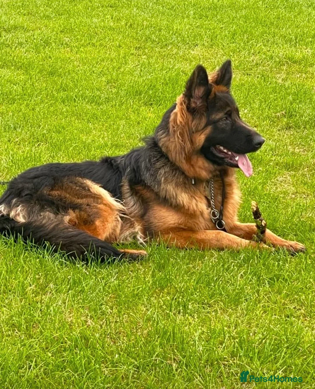 German Shepherd dogs for sale: 1 German Sheperd Pup for sale - Advert 2