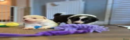 Border Collie dogs for sale: Exceptional, health tested, KC registered puppies - Advert 15