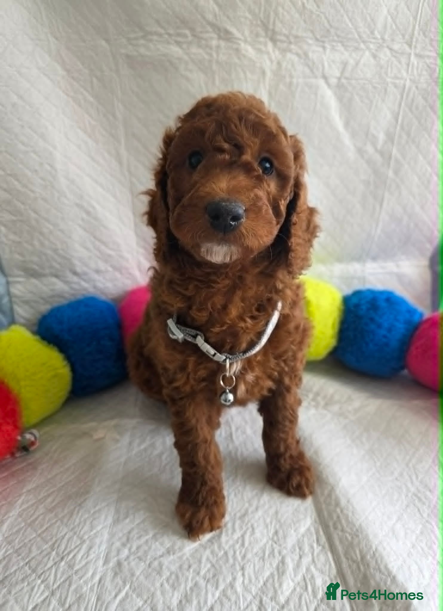 Goldendoodle dogs 👑Finest Quality Deep Red Doodles Toy/Min Bred 👑  - Advert 1