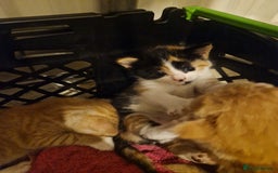 Domestic Shorthair cats for sale: Kittens for sale - Image 7