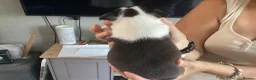 Boston Terrier dogs for sale: 5 BEAUTIFUL BOSTON TERRIER PUPPIES  - Advert 20