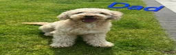 Cockapoo dogs for sale: F2 Cockapoo puppies in Jarrow - Advert 8